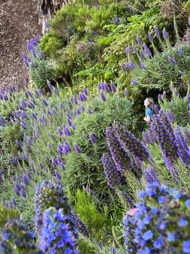 Madeira_gallery_5